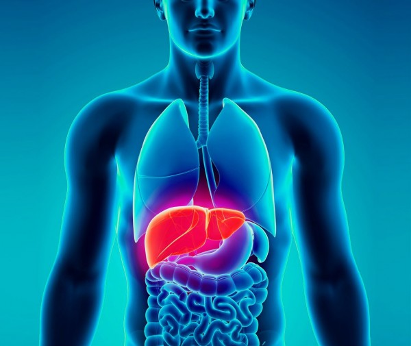 Hepatitis C human liver.jpg